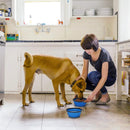 Large 34oz Collapsible Dog Bowls, 2 Pack - Fry's Superstore