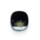 Square Blue Plant Mirror - Fry's Superstore